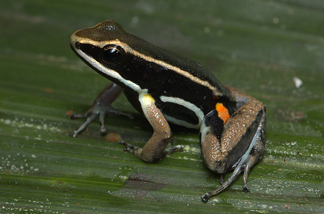 Allobates femoralis 