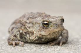 Bufo bufo 