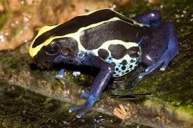 Dendrobates 