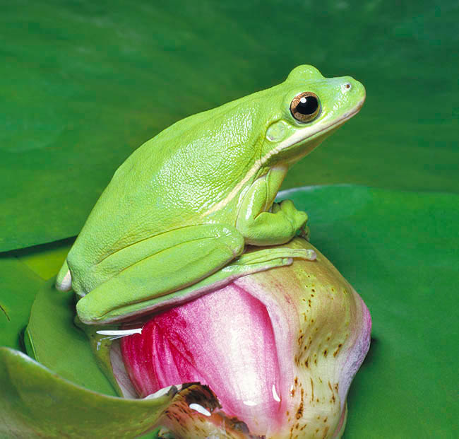 Hyla cinerea 