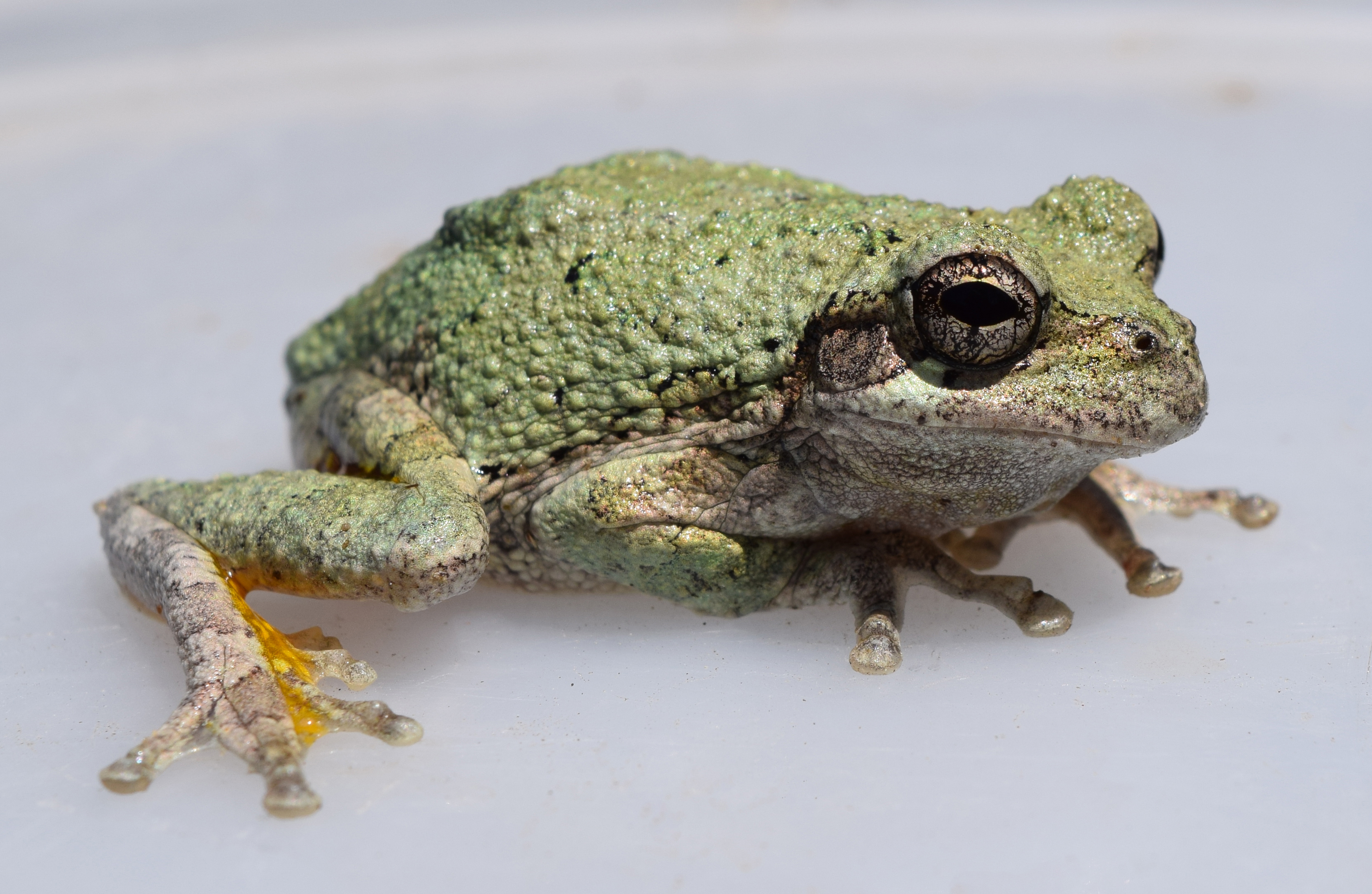  Hyla versicolor 