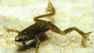 Hymenochirus boettgeri 