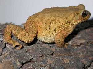  Ingerophrynus galeatus