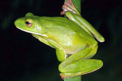 Litoria infrafrenata  