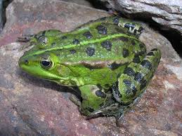 Pelophylax lessonae 