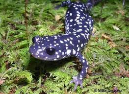 Plethodon glutinosus – 
