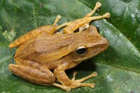 Веслоно́г домо́вый