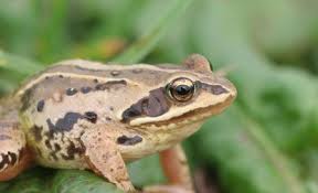 Rana arvalis 
