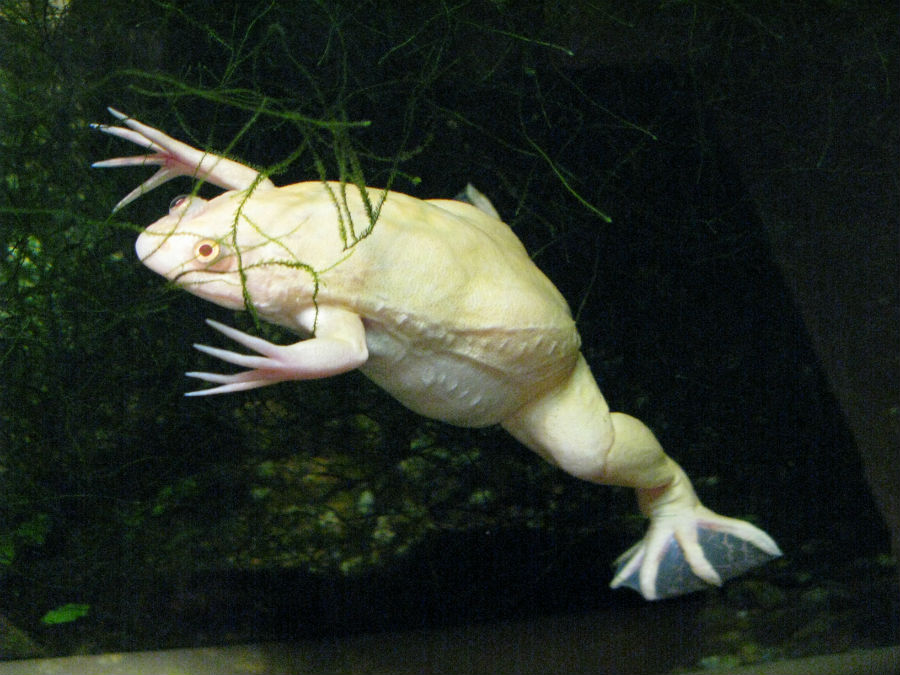 Xenopus mulleri  