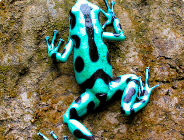 Dendrobates auratus  