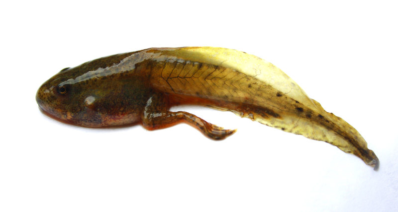 Голова́стик