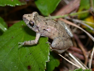 Strabomantis cornutus 