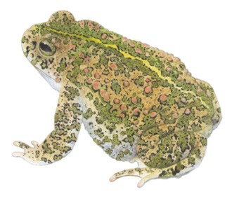 Жа́ба камышо́вая