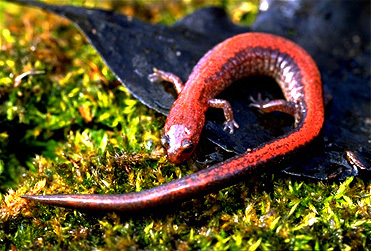 Plethodon cinereus  