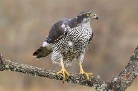 Accipiter gentilis