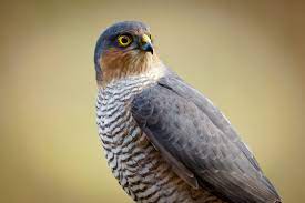 Accipiter nisus