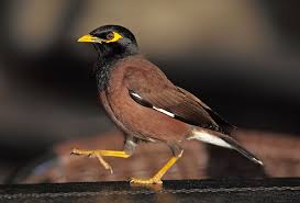 Acridotheres tristis 