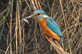 Alcedo atthis