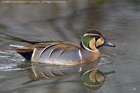 Anas formosa