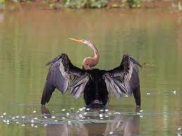 pato aguja asiático