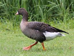 Anser erythropus
