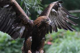 Aquila chrysaetus