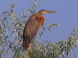 Ardea purpurea