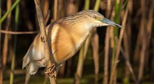 Ardea ralloides