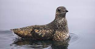 Brachyramphus brevirostris