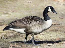 Branta canadensis