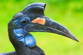 Bucorvus  abyssinicus