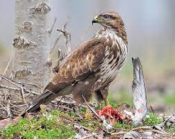 Buteo buteo
