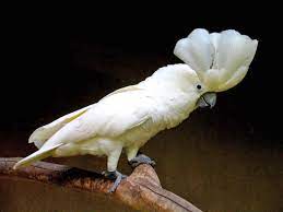 Cacatua alba
