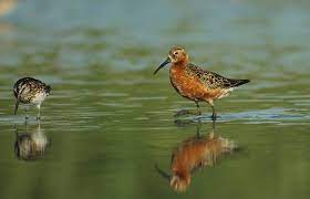 Calidris ferruginea