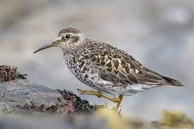 Calidris maritima
