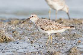 Calidris tenuirostris