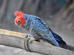 Callocephalon fimbriatum