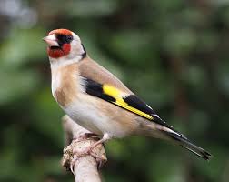 Carduelis carduelis 