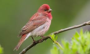 Carpodacus erythrinus 
