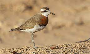 Charadrius asiaticus 