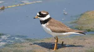 Charadrius hiaticula  