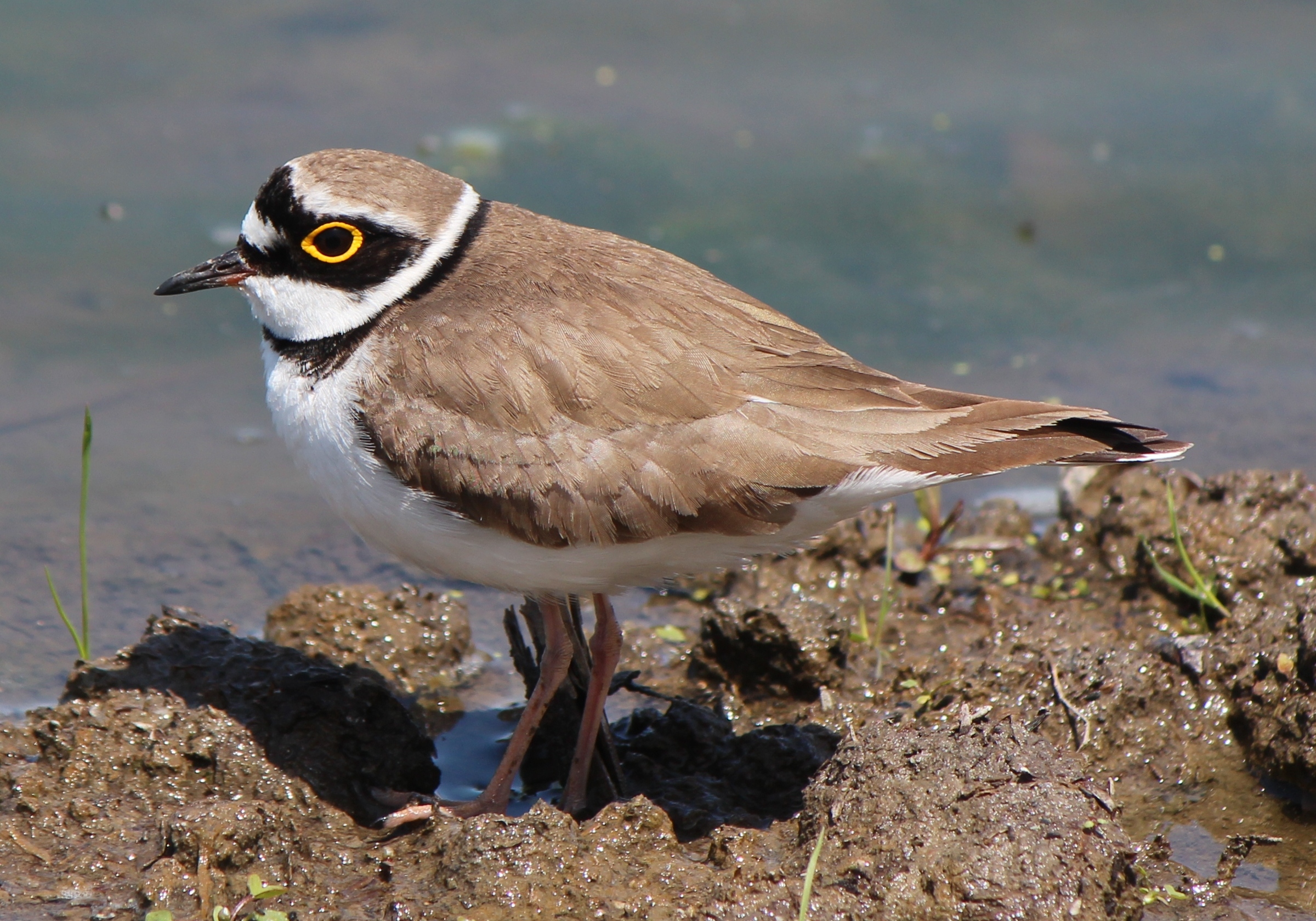 Charadrius dubius