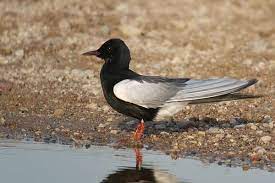 Chlidonias leucoptera 