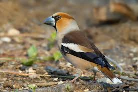 Coccothraustes coccothraustes
