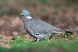 Columba palumbus