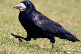 Corvus_frugilegus 