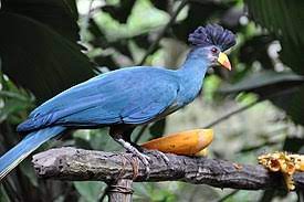 Corythaeola cristata 