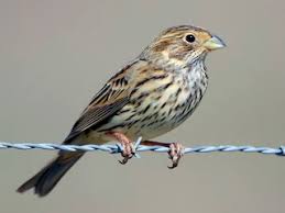 Emberiza calandra 