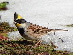 Emberiza elegans 