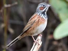 Emberiza fucata 